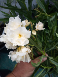 Nerium oleander  'Luteum Plenum' / 'Mathilde Ferrier'