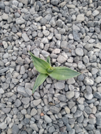 Agave ovatifolia 'KILLER'