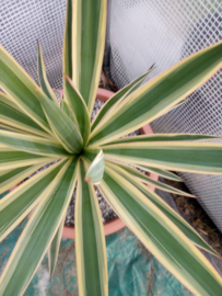 Yucca gloriosa Variegata - 12 ltr