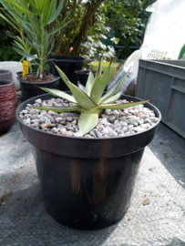 Agave romanii ( = Agave filifera x Agave celcii albicans ) - 01 - 3 ltr