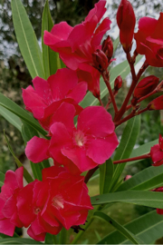 Nerium oleander 'Hardy Red' (Origineel)