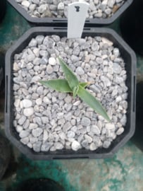 Agave mckelveyana x agave utahensis - 08 - 2 ltr