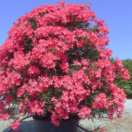 Nerium oleander 'Papa Gambetta'