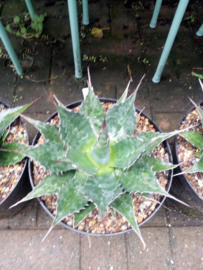 Agave montana - 01 - 7,5 ltr
