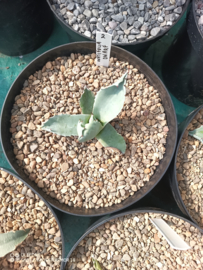 Agave ovatifolia 'Dwarf' - 1.02 - 3 ltr