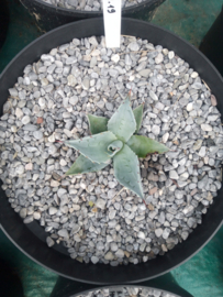 Agave ovatifolia 'Frosty Blue'   2.19 - 7,5 ltr