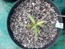 Agave 'Green Glow' - 3 ltr