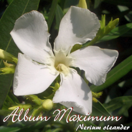 Nerium oleander 'Album Maximum'