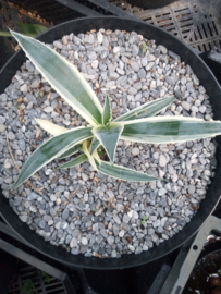 Agave americana 'Variegata' multihead - 10 ltr