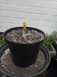 Agave parrasana 'Globe' - 3 ltr