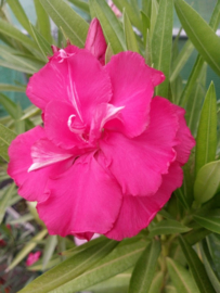 Nerium oleander 'Bordo Dupla'