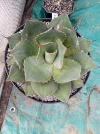 Agave ovatifolia 'Emerald'   1.01 - 10 ltr
