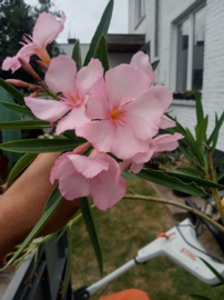 Nerium oleander 'Lane Taylor Sealy'