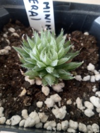 Haworthia cooperi var. Minima (Tenera)