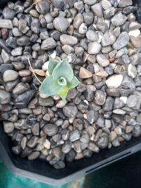 Agave ovatifolia 'Emerald'   1.02 - 2 ltr