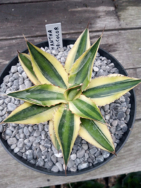 Agave lophantha 'Quadricolor' - 3 ltr