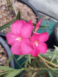 Nerium oleander 'Maestro'