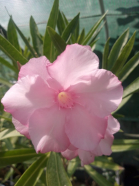 Nerium oleander 'Pastel Pink'