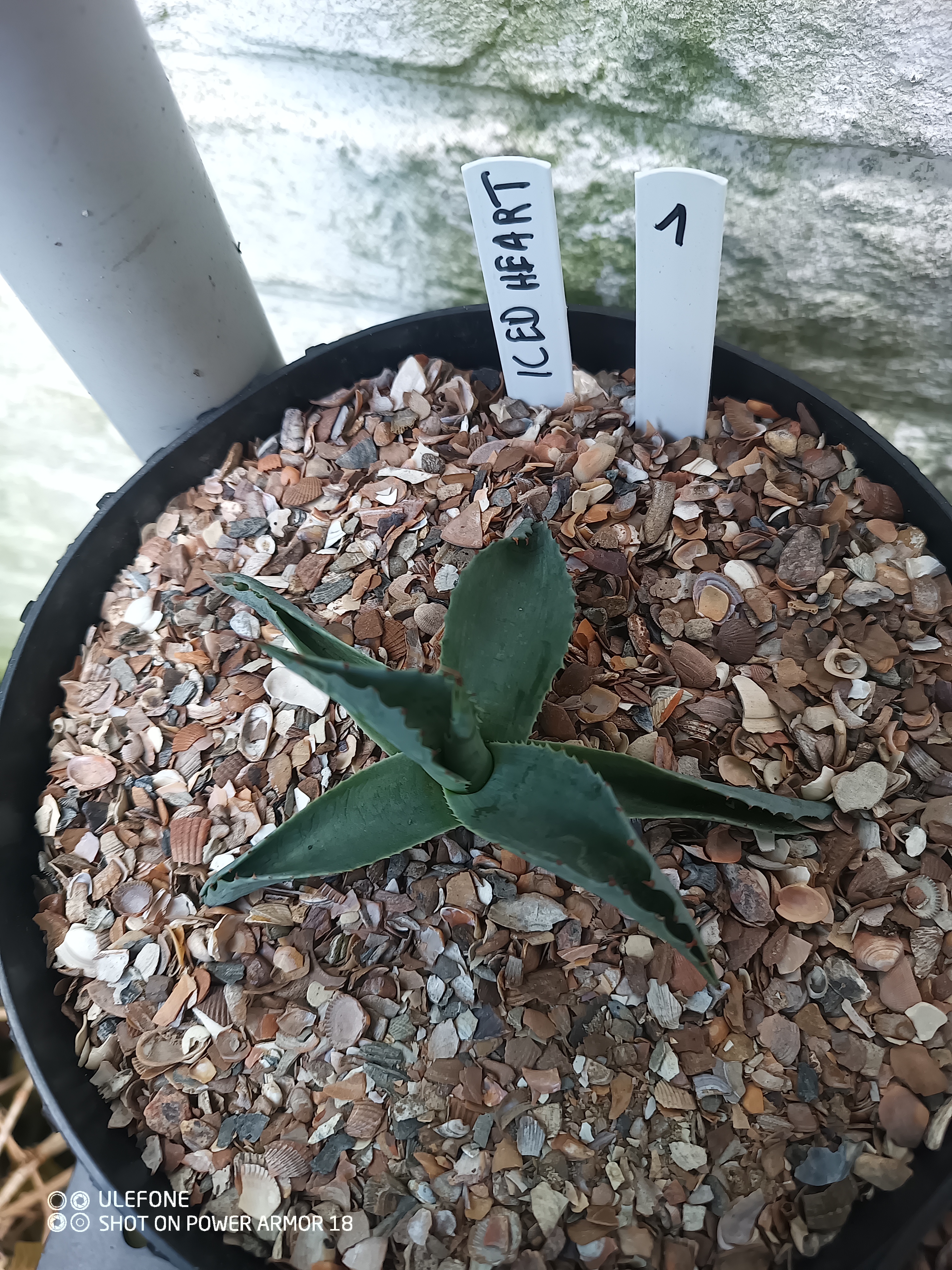 Agave ovatifolia 'Iced Heart' 1.01 - 3 ltr