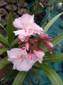 Nerium oleander 'Provence' / 'Souvenir de Michel'