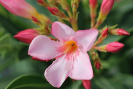 Nerium oleander 'Nana Rosso'