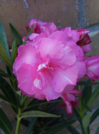 Nerium oleander 'Splendens Giganteum'