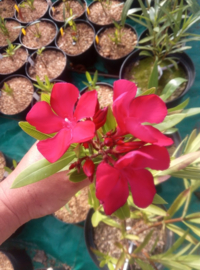 Nerium oleander 'Paseo'