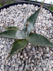 Agave gentryi