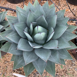 Agave ovatifolia x victoriae-reginae 'Sho-Time'