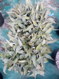 Agave ovatifolia 1.001 - 3 ltr