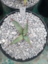 Agave mckelveyana x agave utahensis - 02 - 3 ltr