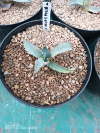 Agave x nevatifolia
