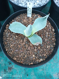 Agave ovatifolia 'Dwarf' - 1.03 - 3 ltr