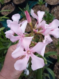 Nerium oleander 'Magaly'