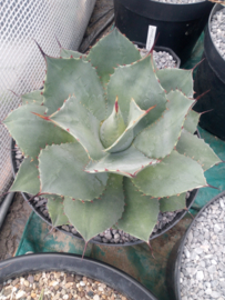Agave ovatifolia 'Emerald'   1.01 - 10 ltr