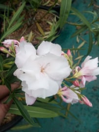 Nerium oleander 'Aramis'