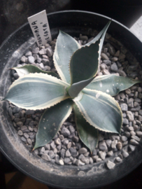 Agave seemanniana 'Variegata' - 3 ltr