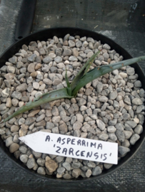 Agave asperrima 'Zarcensis' - 3 ltr
