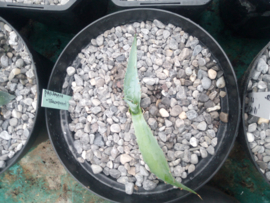 Agave parrasana 'Triumphant' - 3 ltr