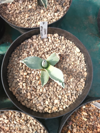 Agave ovatifolia 'Dwarf' - 1.07 - 3 ltr