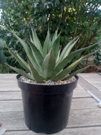 Agave obscura (multihead) - 7,5 ltr