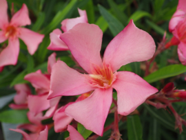 Nerium oleander 'Soleil Levant'