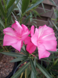 Nerium oleander 'Colise'