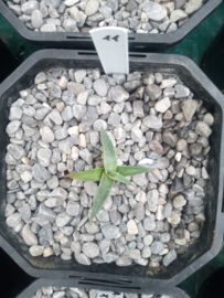 Agave mckelveyana x agave utahensis - 11 - 2 ltr