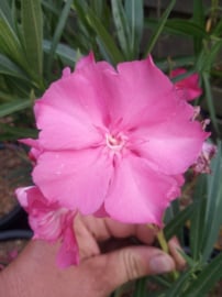 Nerium oleander 'Colise'