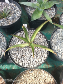 Agave x amourifolia 'Twisted Tongue' - 1.04 - 3 ltr
