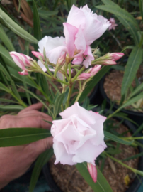 Nerium oleander 'Aramis'
