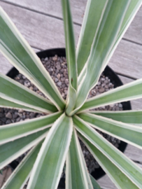 Agave angustifolia 'Variegata' - 7,5 ltr