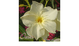 Nerium oleander 'Oasis'