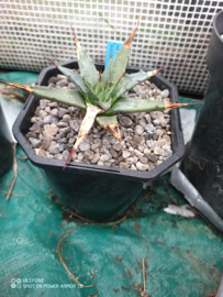 Agave utahensis var. kaibabensis - 2 ltr